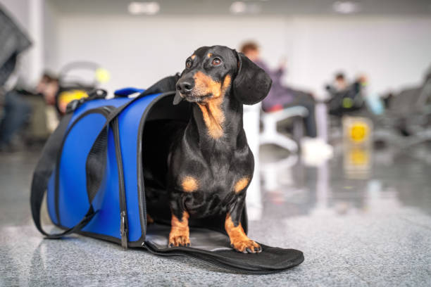 A pet dog in a carrier at the airport as their family relocates to another country