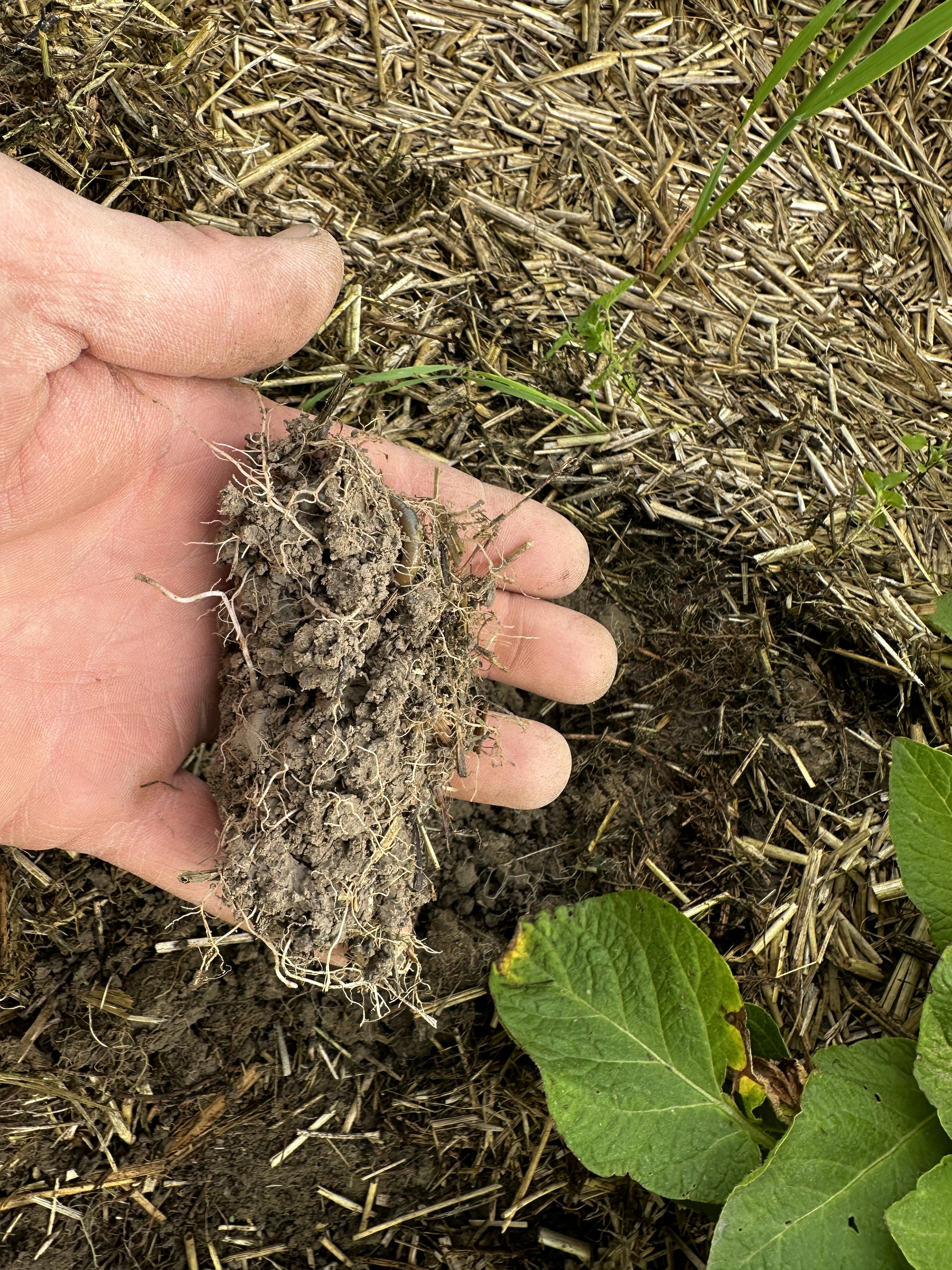 Soil Health Man Checking Roots with Hand