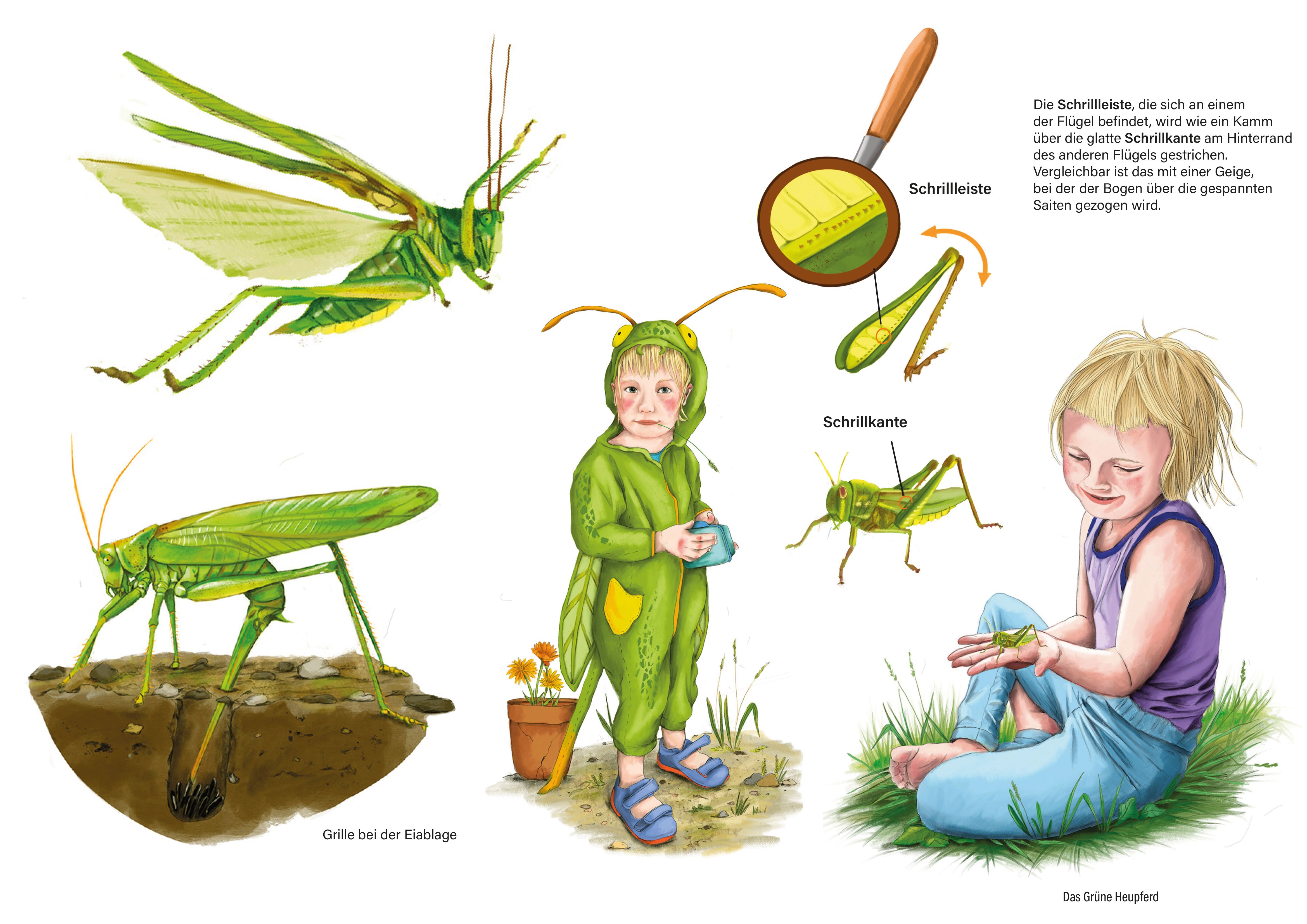 Ein Mädchen mit einer Grille in der Hand, ein anderes als Grille verkleidet, eine springende Grille und eine Grille bei der Eiablage