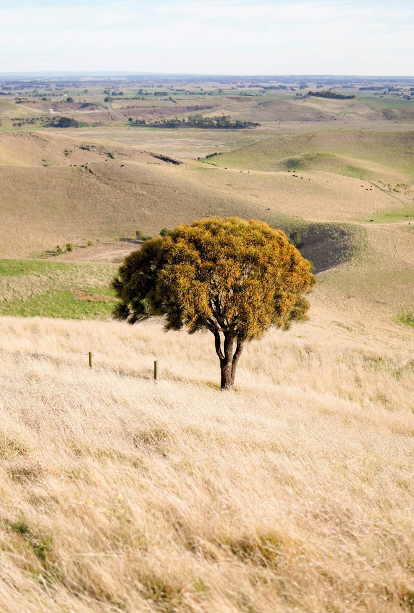Photo of regional australian landscape