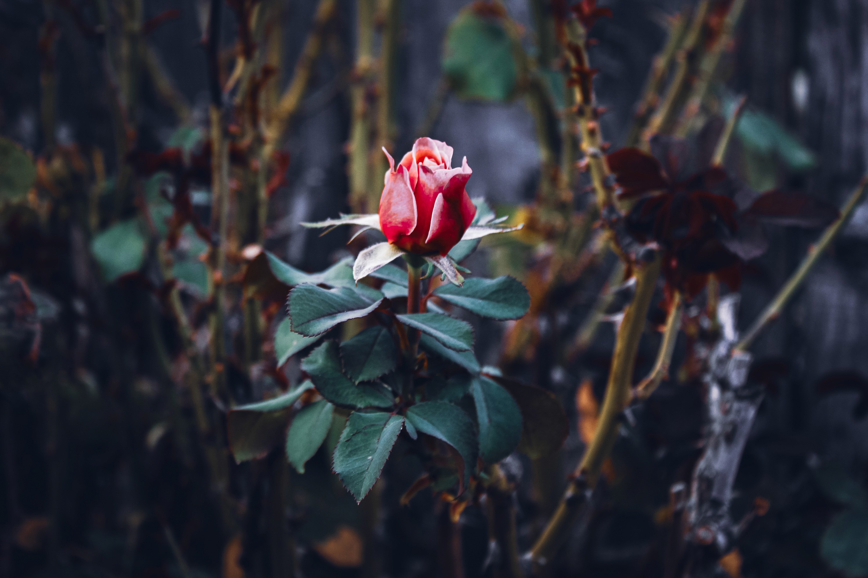 moody rose thorns nature photography