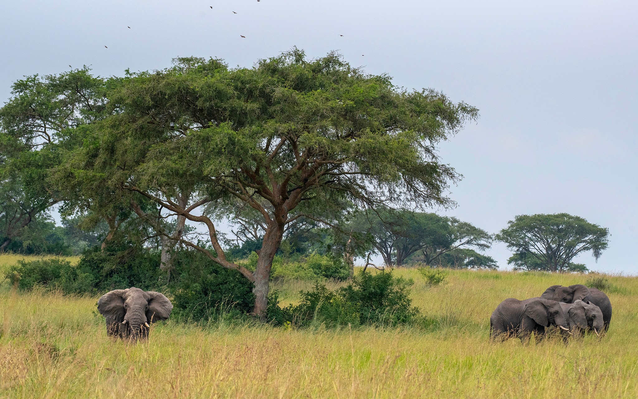 An elephant herd in the Kasenyi Plains
