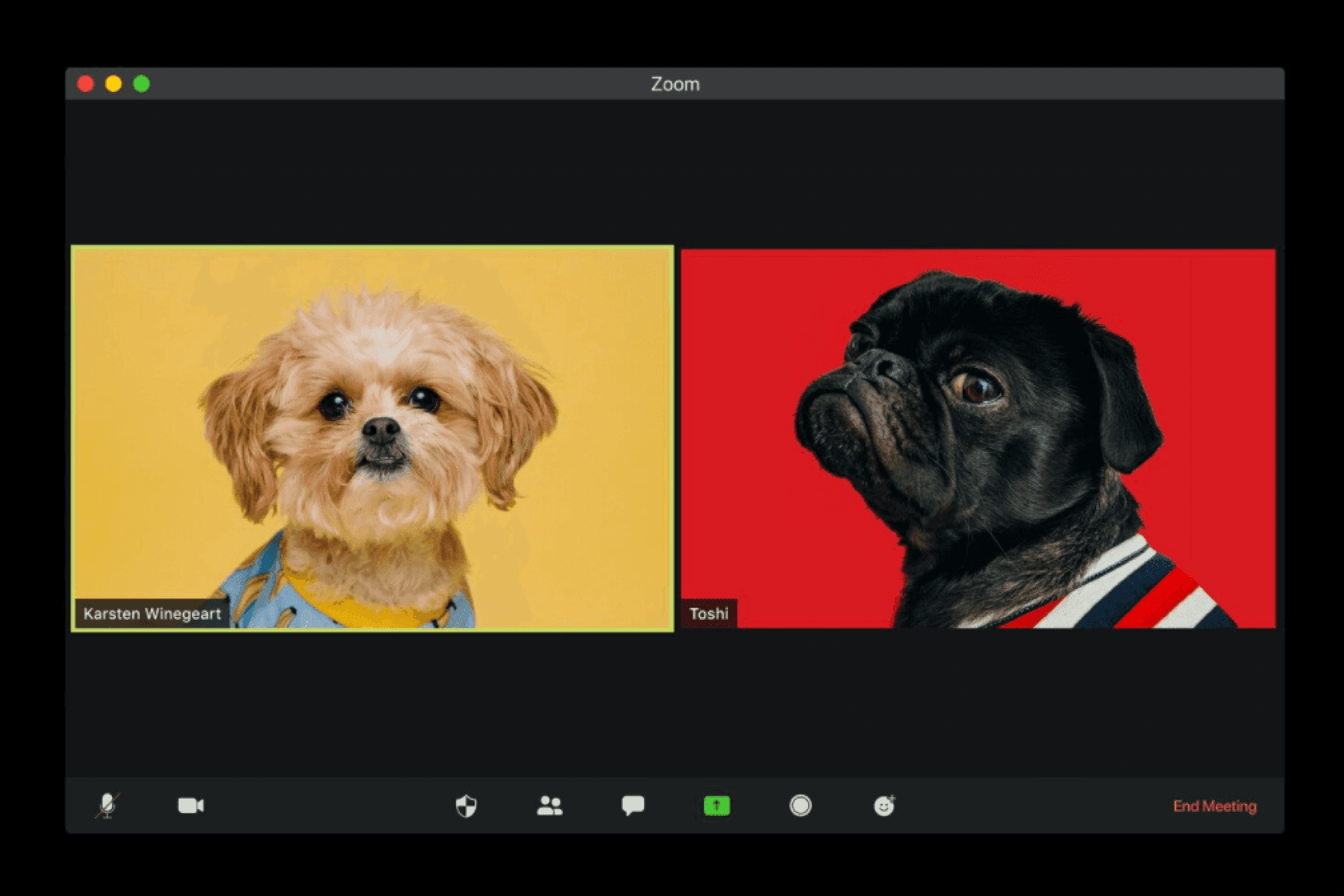 A little black dog and a golden coloured dog having a video call