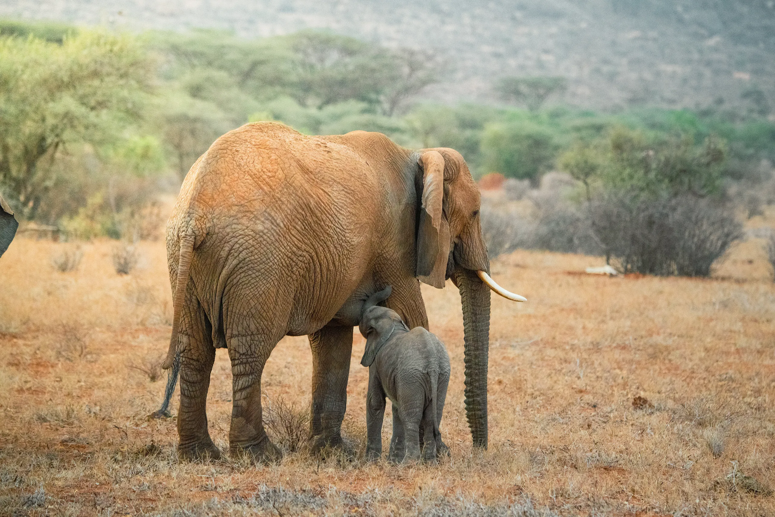 An intimate shot of a baby elephant calf following closely behind its mother through the dry grass.