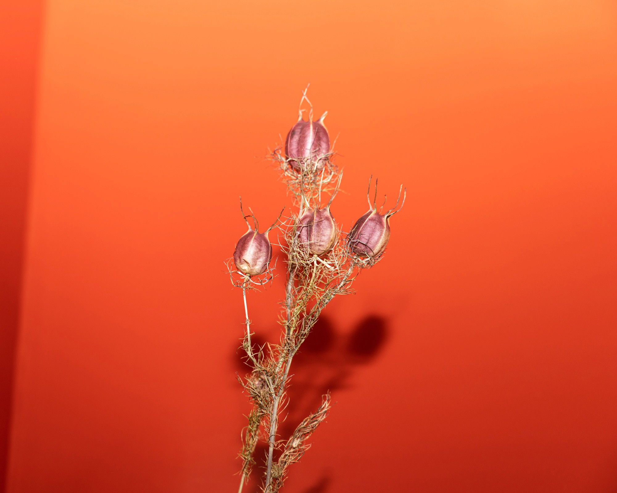 Photographie au flash d'une fleur séchée sur un fond vif coloré orange