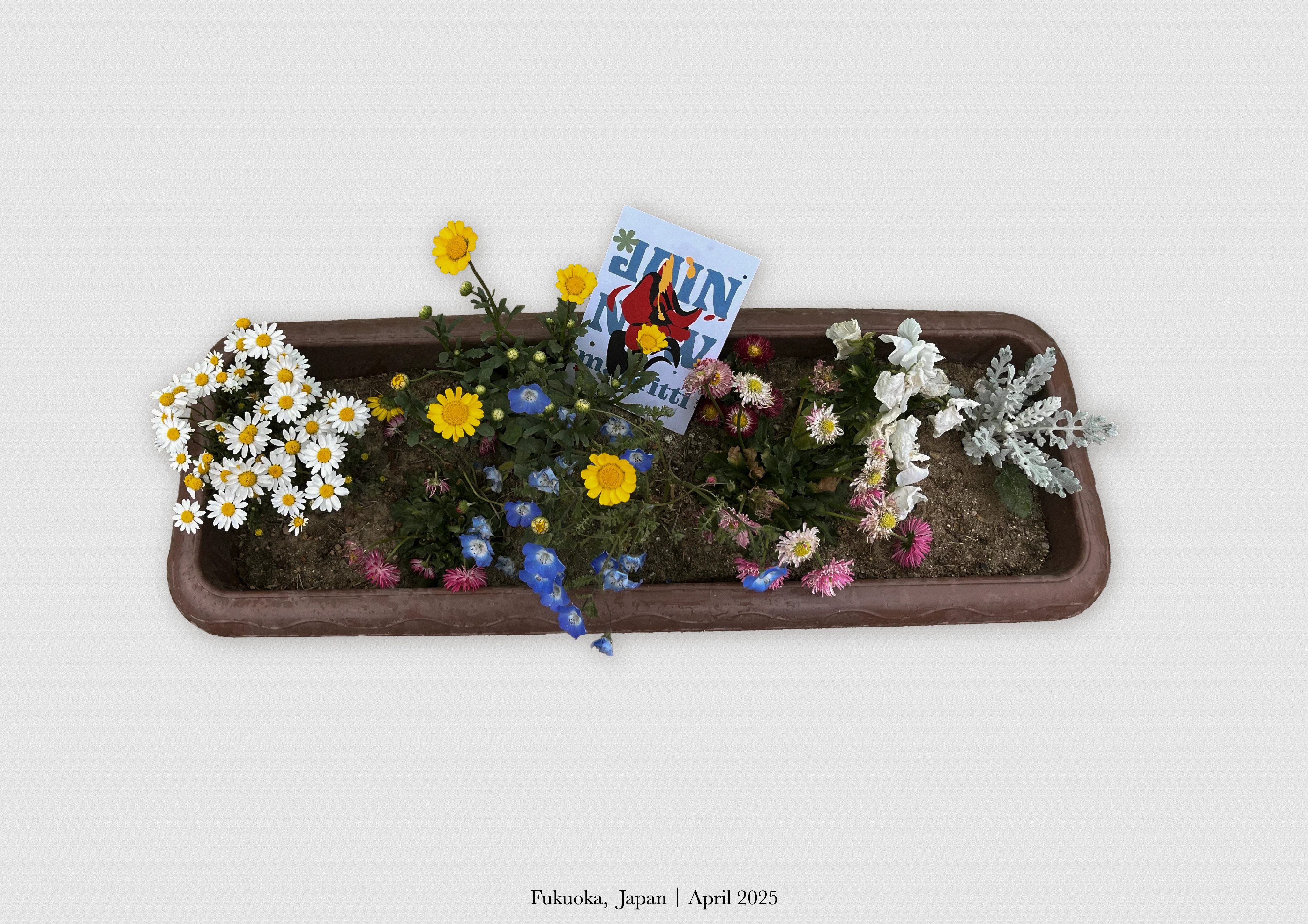 Postcard placed among wildflowers in a planter