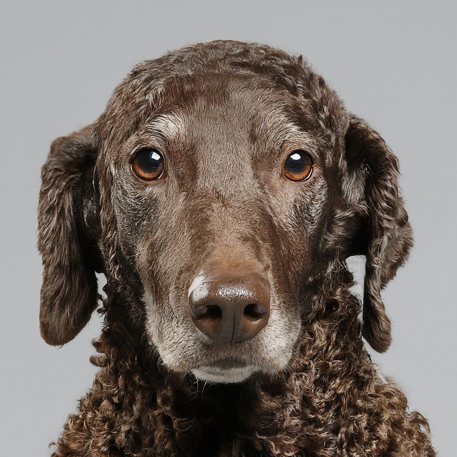 BUDDYUNO, Curly-Coated Retriever