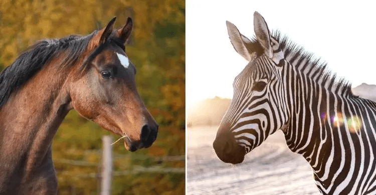 Comparison between a horse and zebra