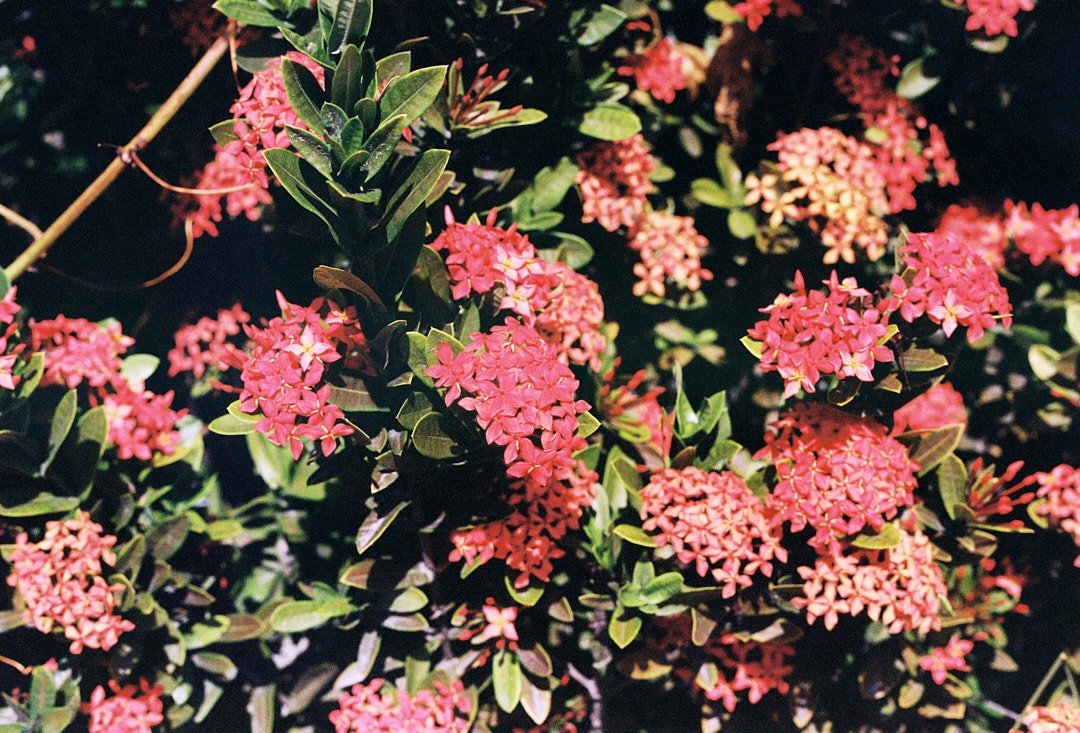 flowers can be used in content calendar as well