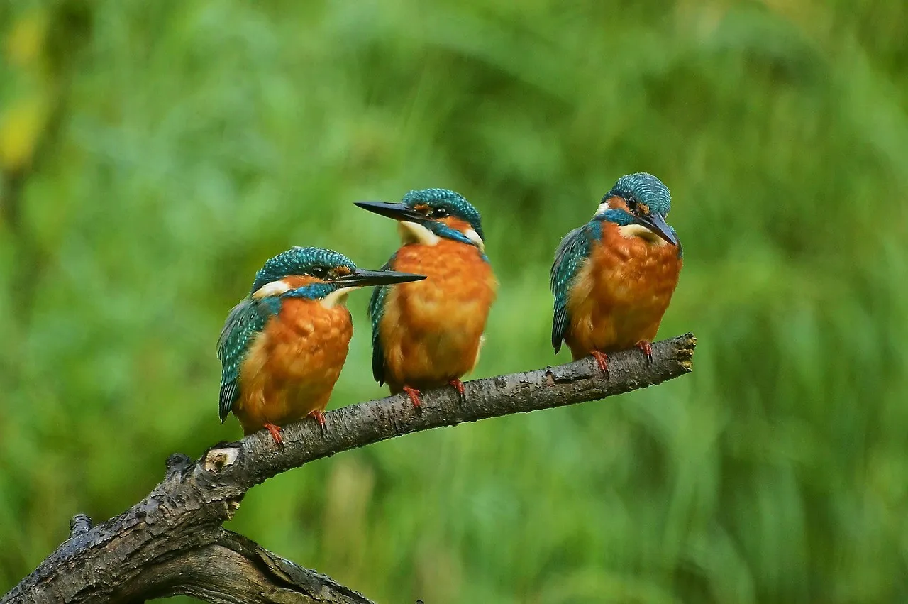 Kingfisher & Partners