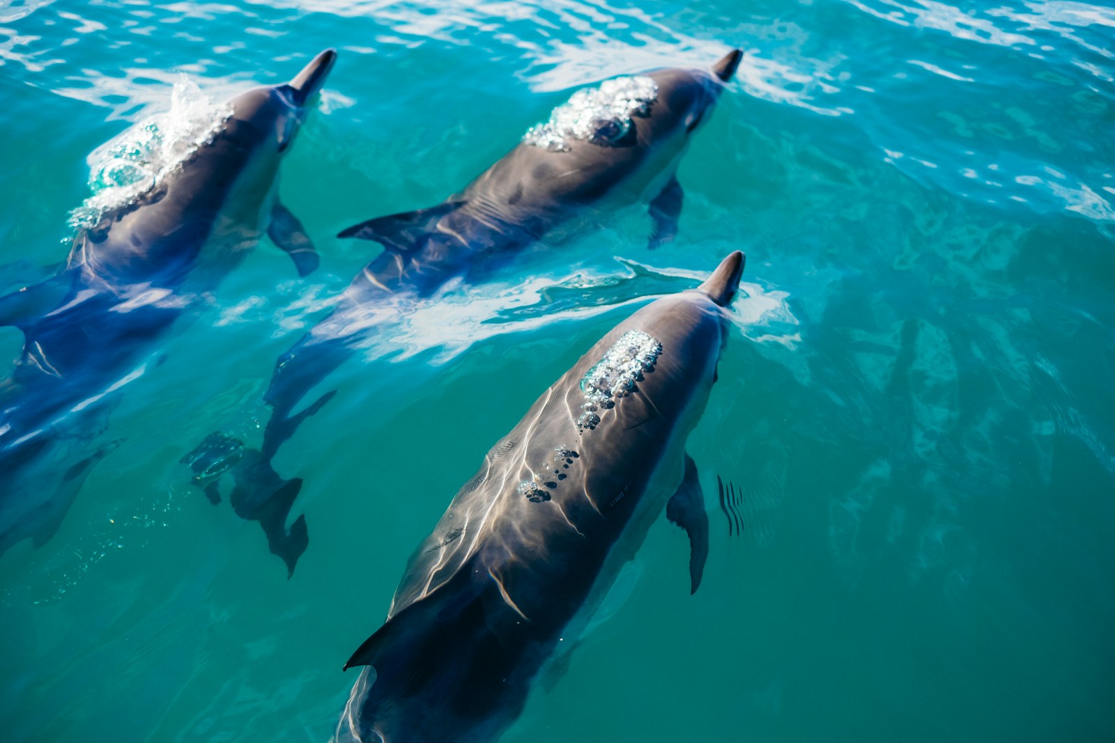 Dolphin Show Hurghada cover travel photography