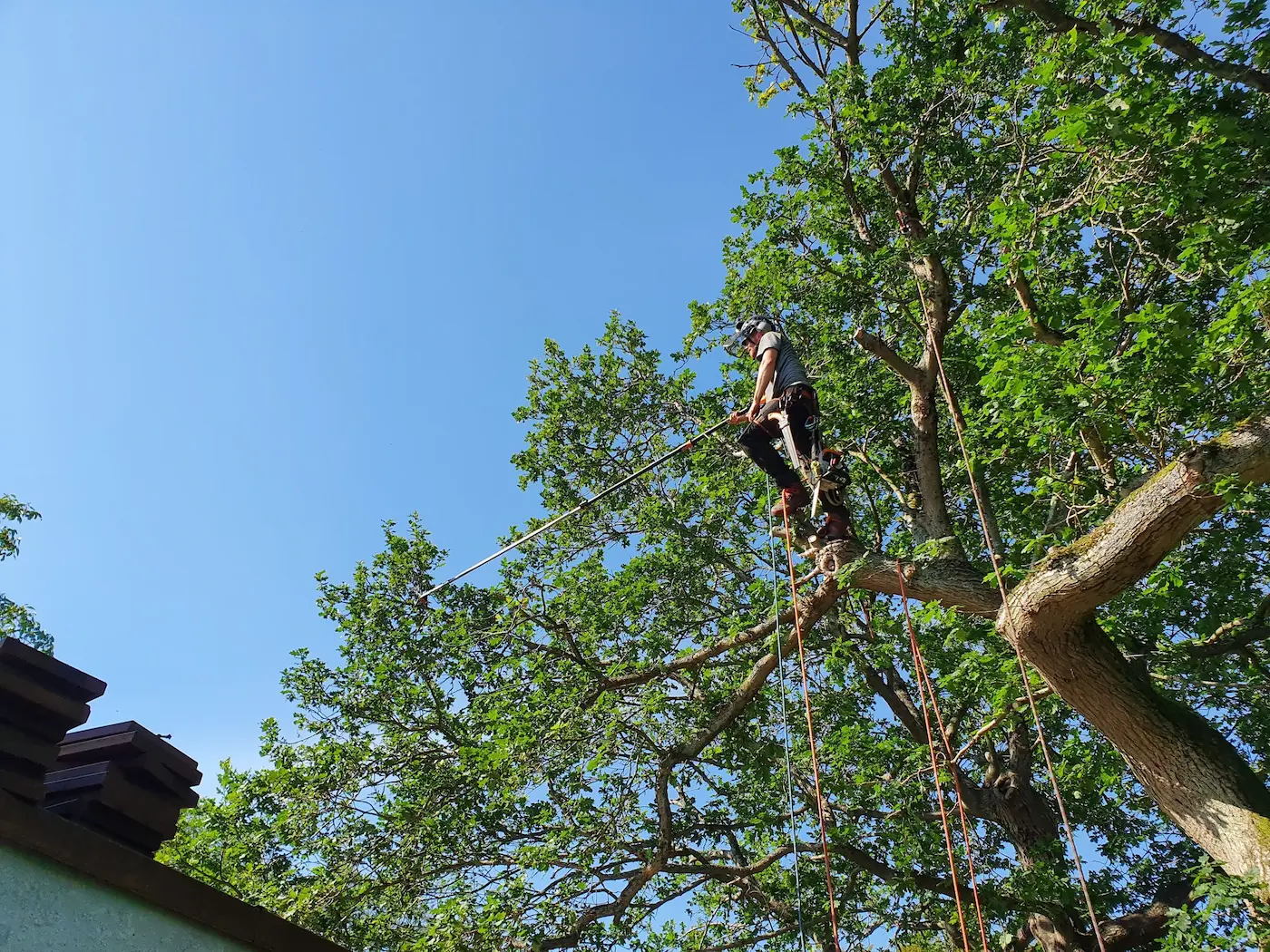 Arborist fra Træpleje Mand udfører beskæring højt oppe i egetræ i Aarhus
