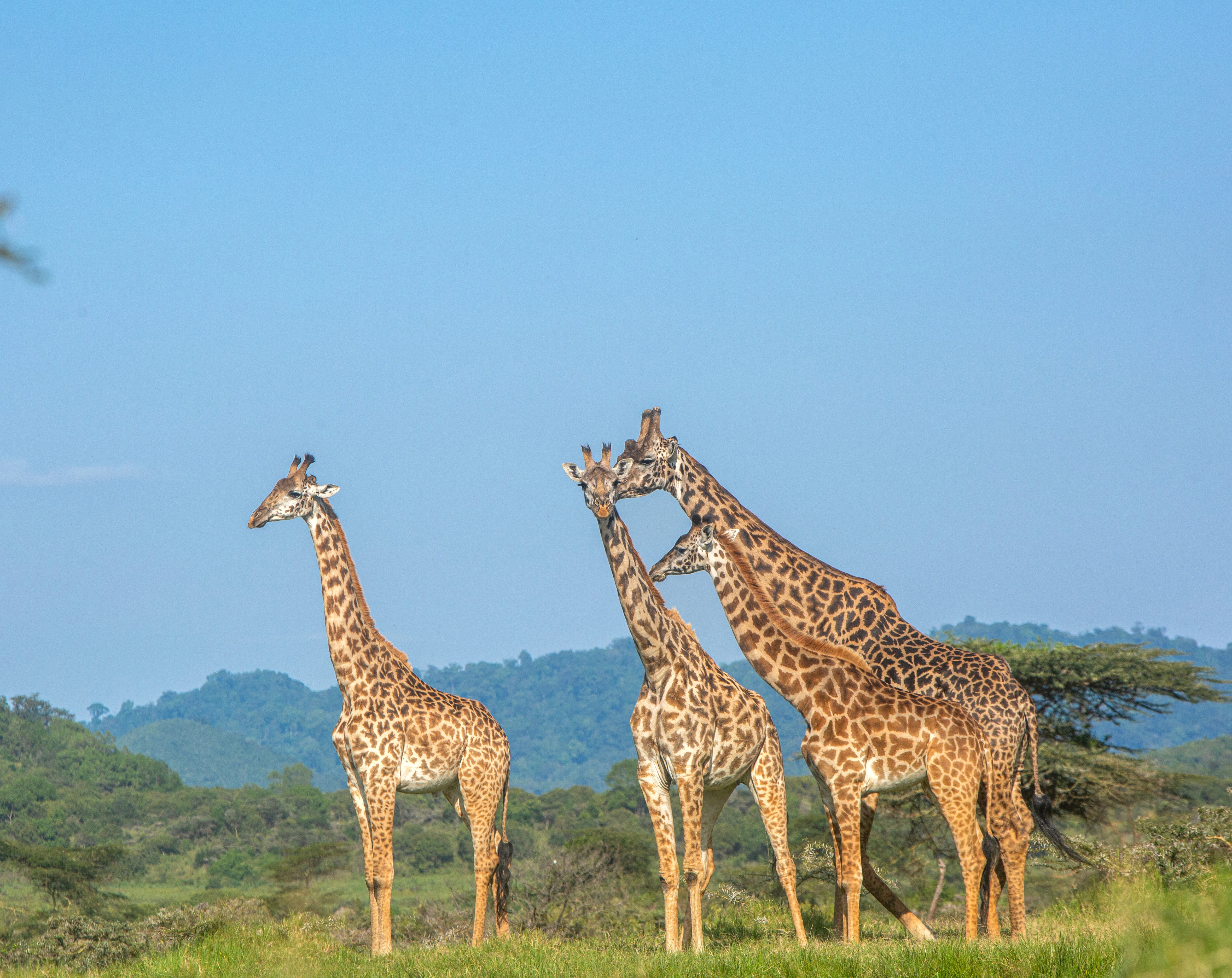 Kilimanjaro Elephant Ride, Arusha National Park, Tanzania – elefant i högt gräs tittar mot kameran, medan fem ryttare till häst på ridsafari i bakgrunden betraktar elefanten i ett grönt och frodigt landskap.