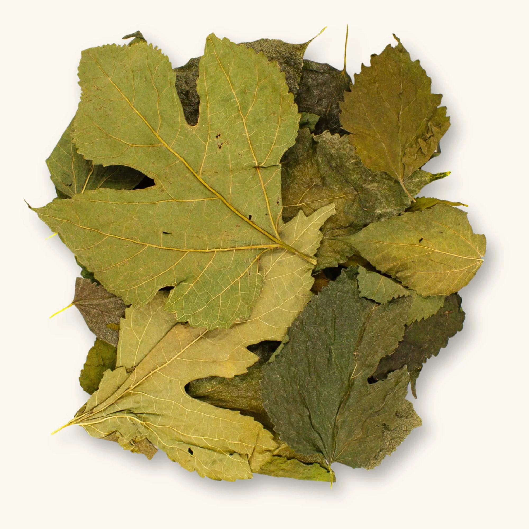 Bulk organic mulberry leaves ready for export, showing premium dried quality used as natural shrimp food in commercial breeding