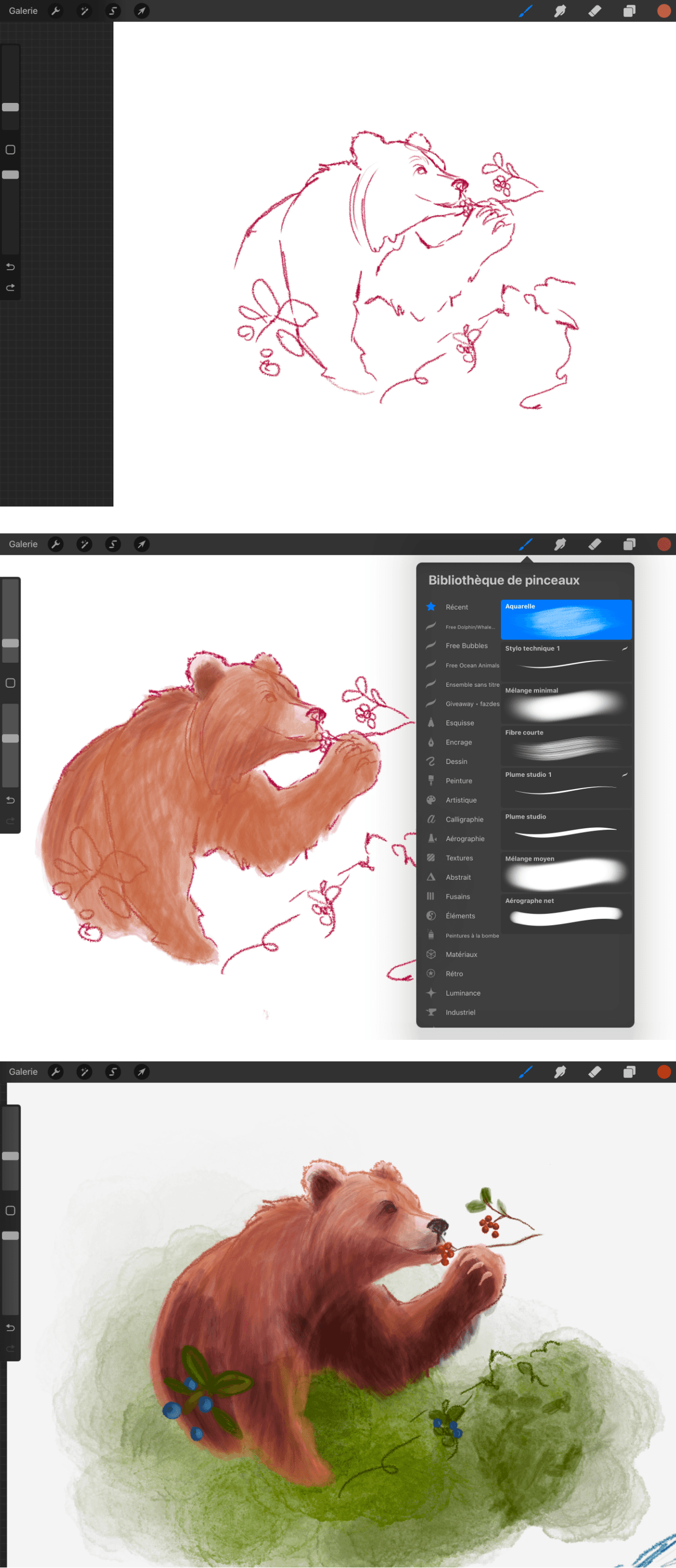 Illustration scientifique de la langue en couleurs par l'illustratrice scientifique Élodie Ouellet-Belleau.
