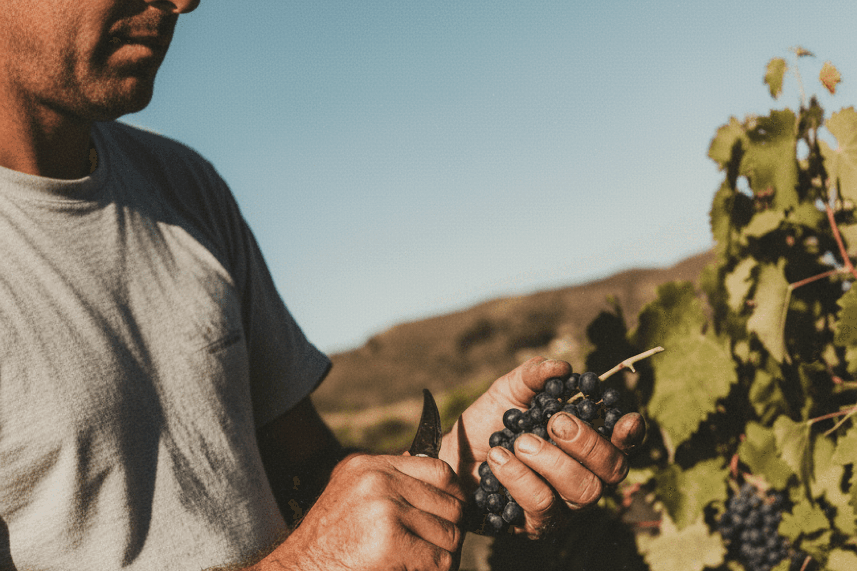Fotografía documental de cosecha de uvas en viñedo patagónico para La Justina (vinos premium de edición limitada) que refuerza origen, herencia familiar y autenticidad artesanal.