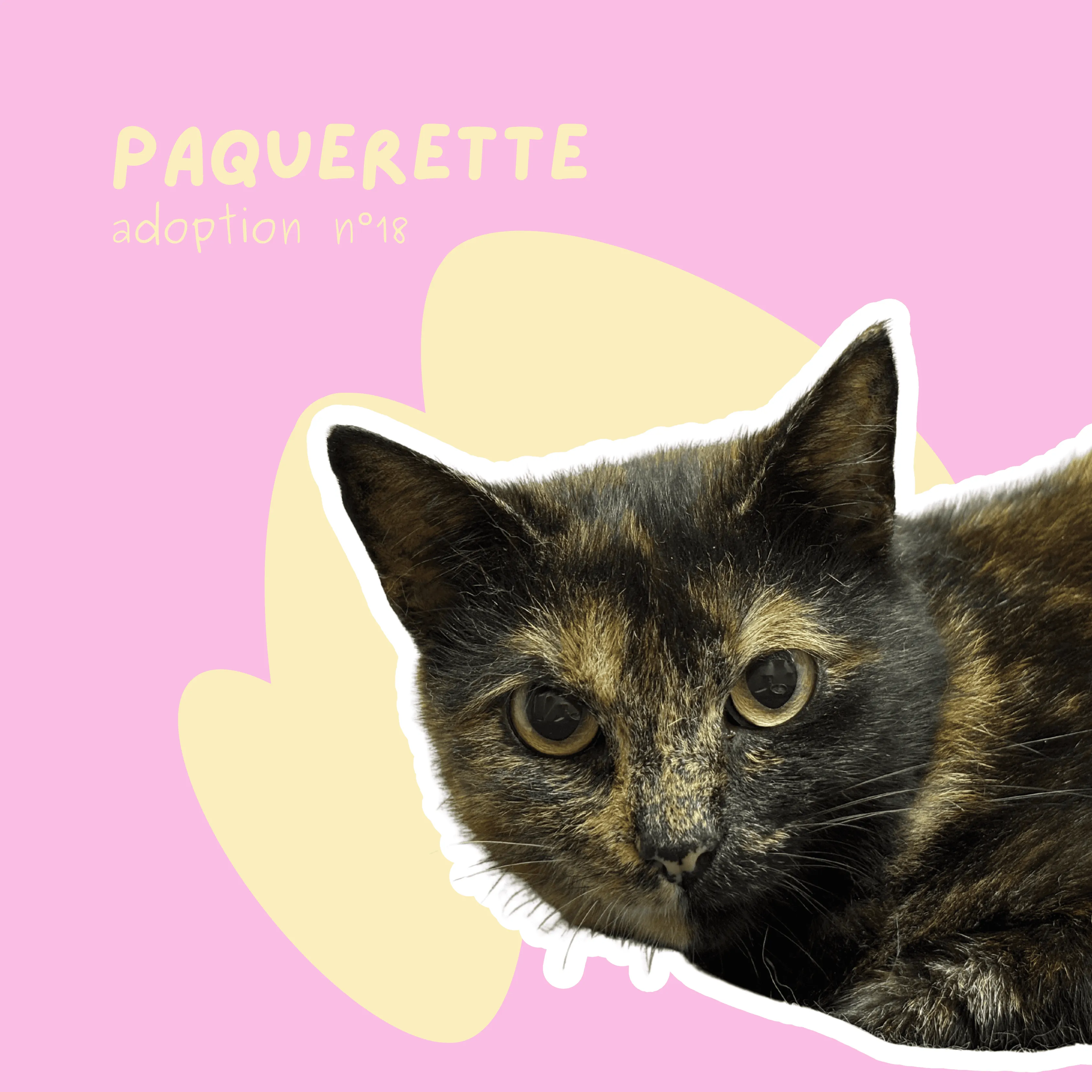 chat-paquerette