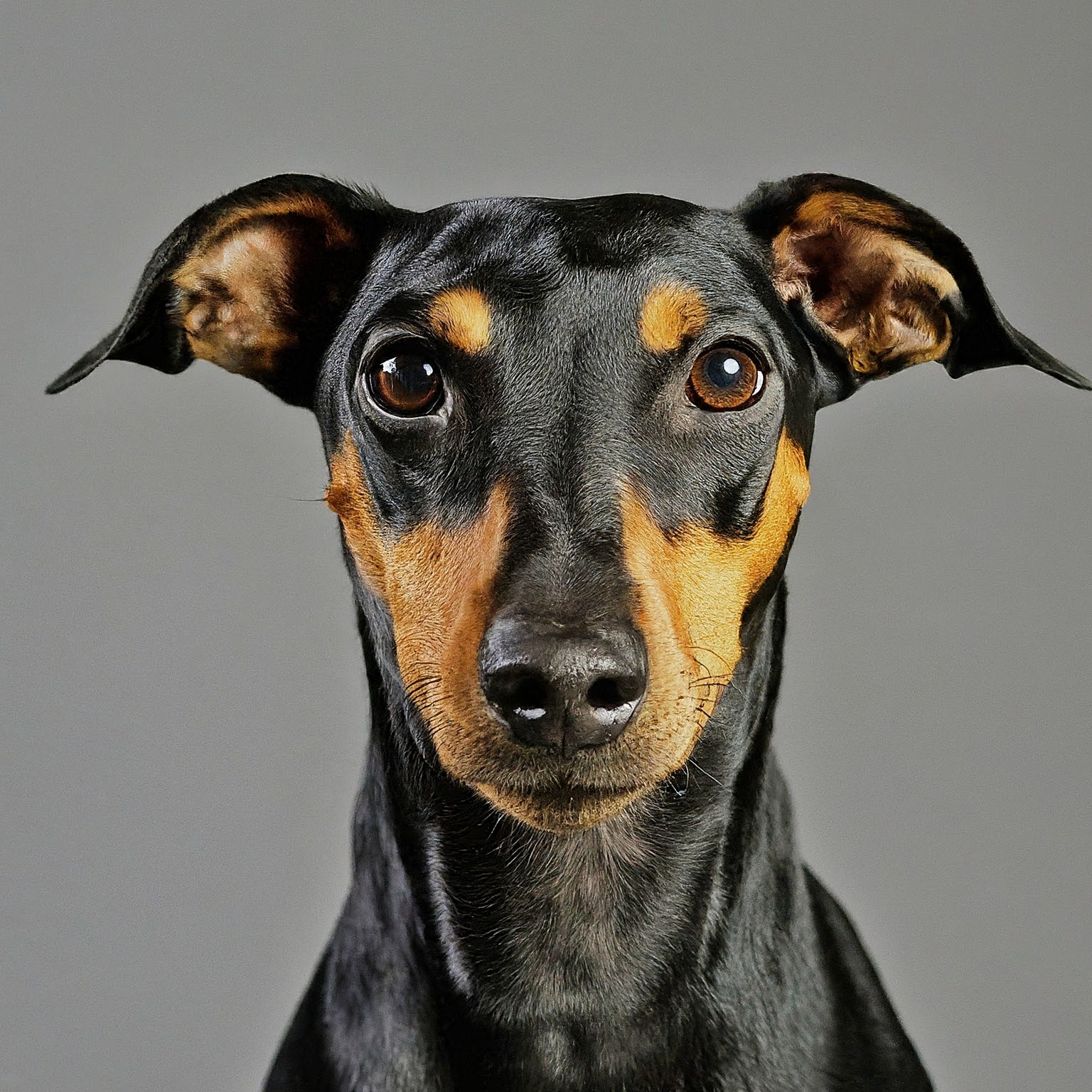 BUDDYUNO, Manchester Terrier