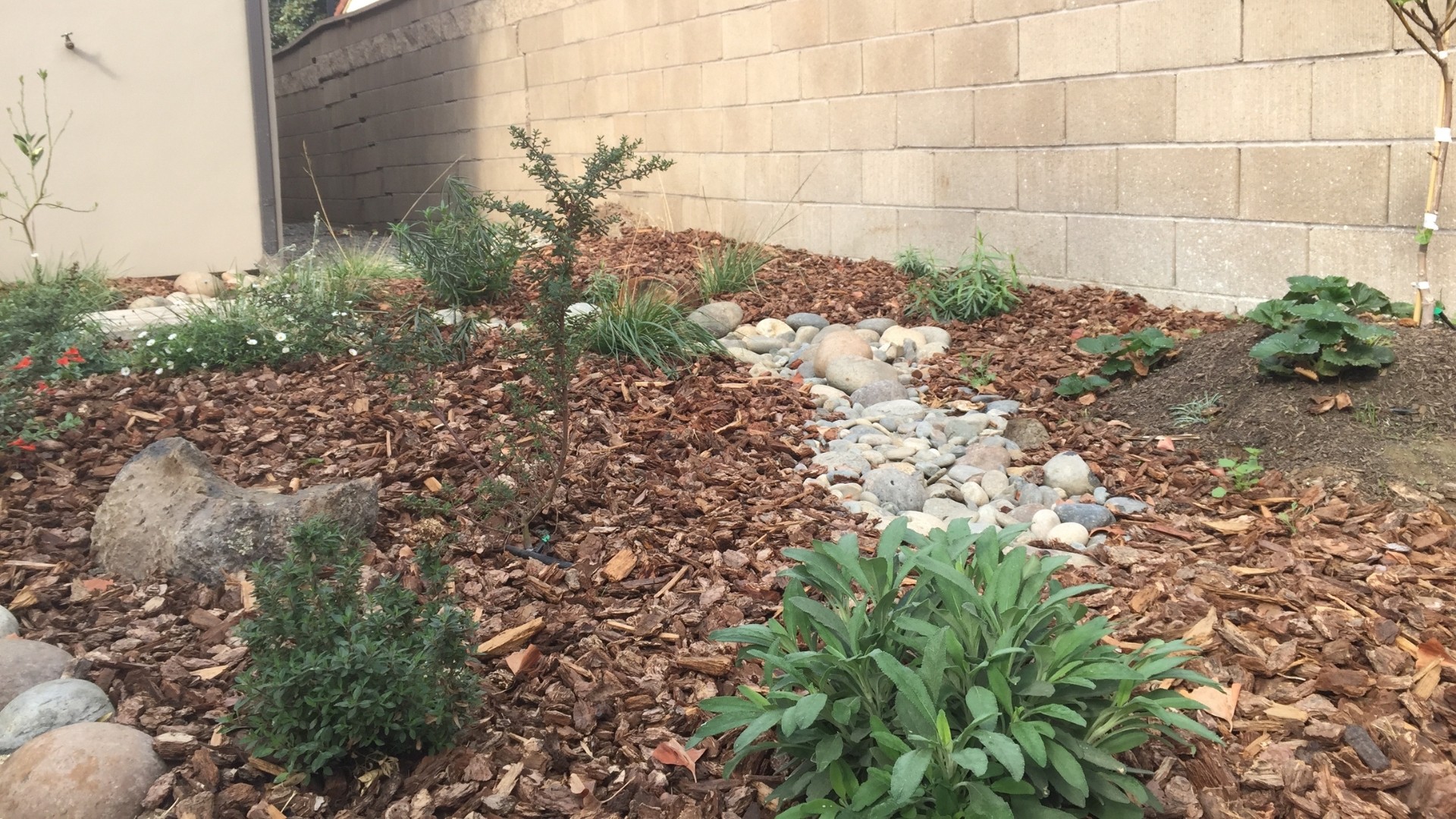 Ground Cover