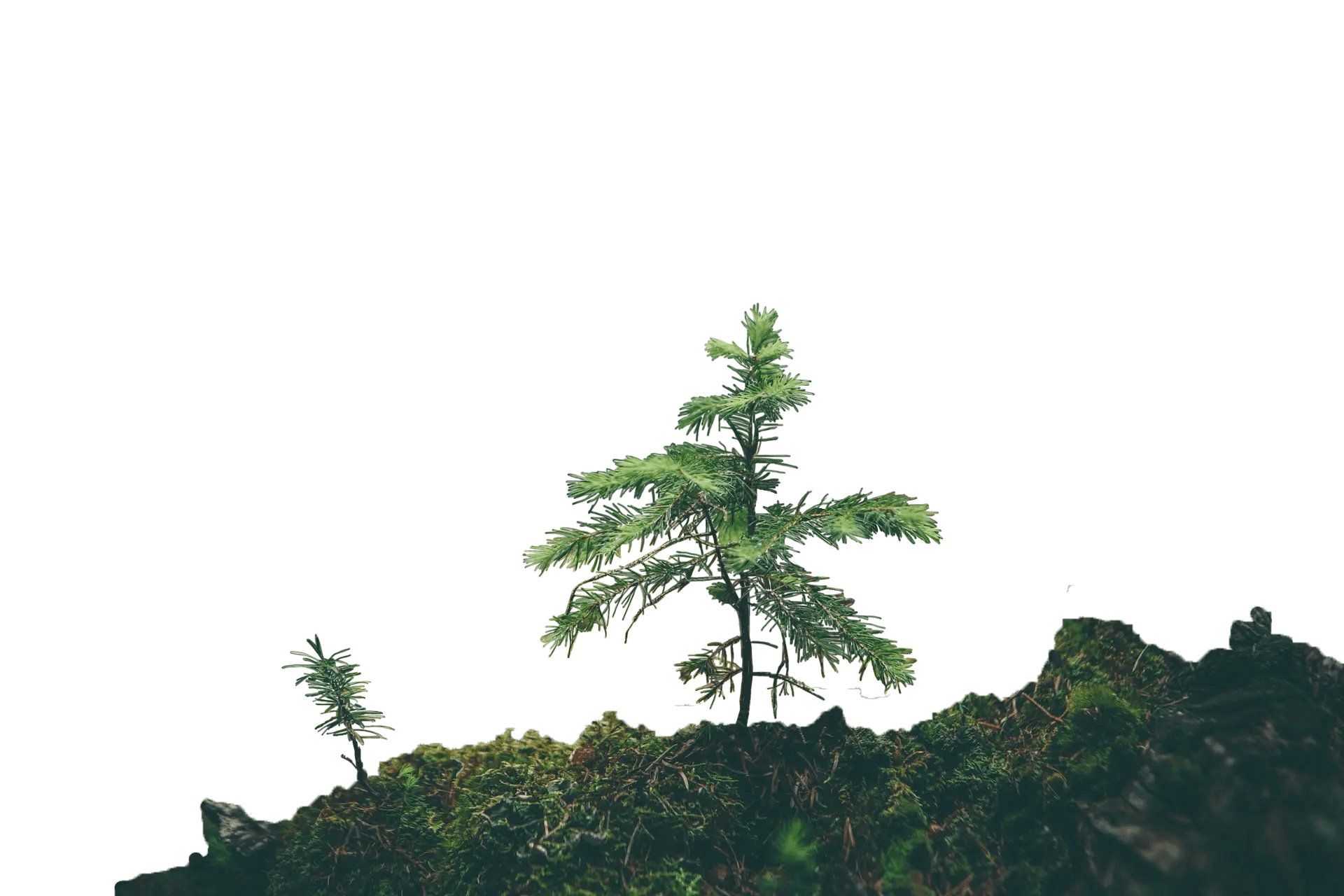 Hero Section Backdrop Foregroud, image of tree and grass in a forest
