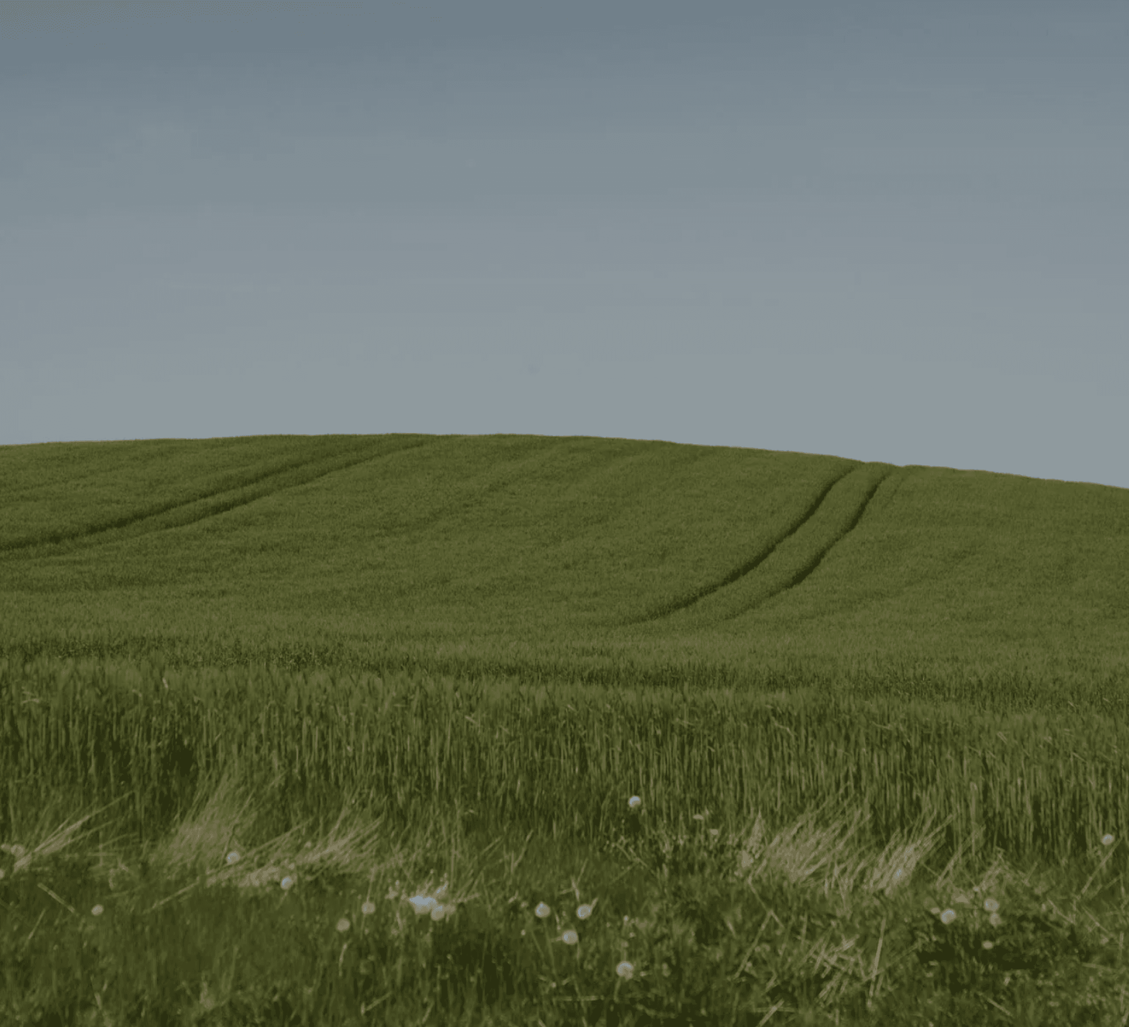 landscape image with grass and blue sky