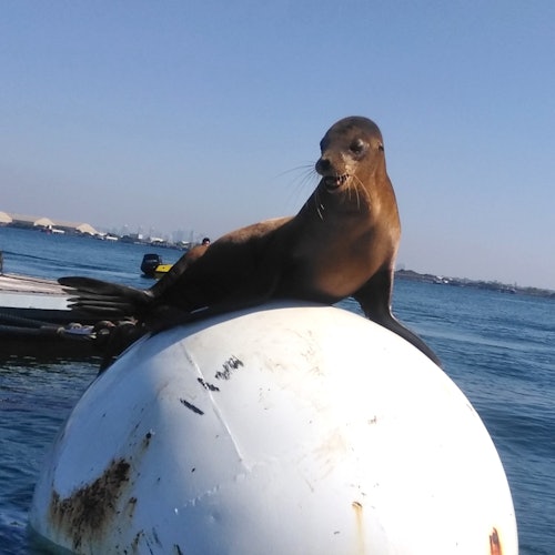 Mira a nuestro nuevo amiguito equilibrándose sobre una boya en el agua.