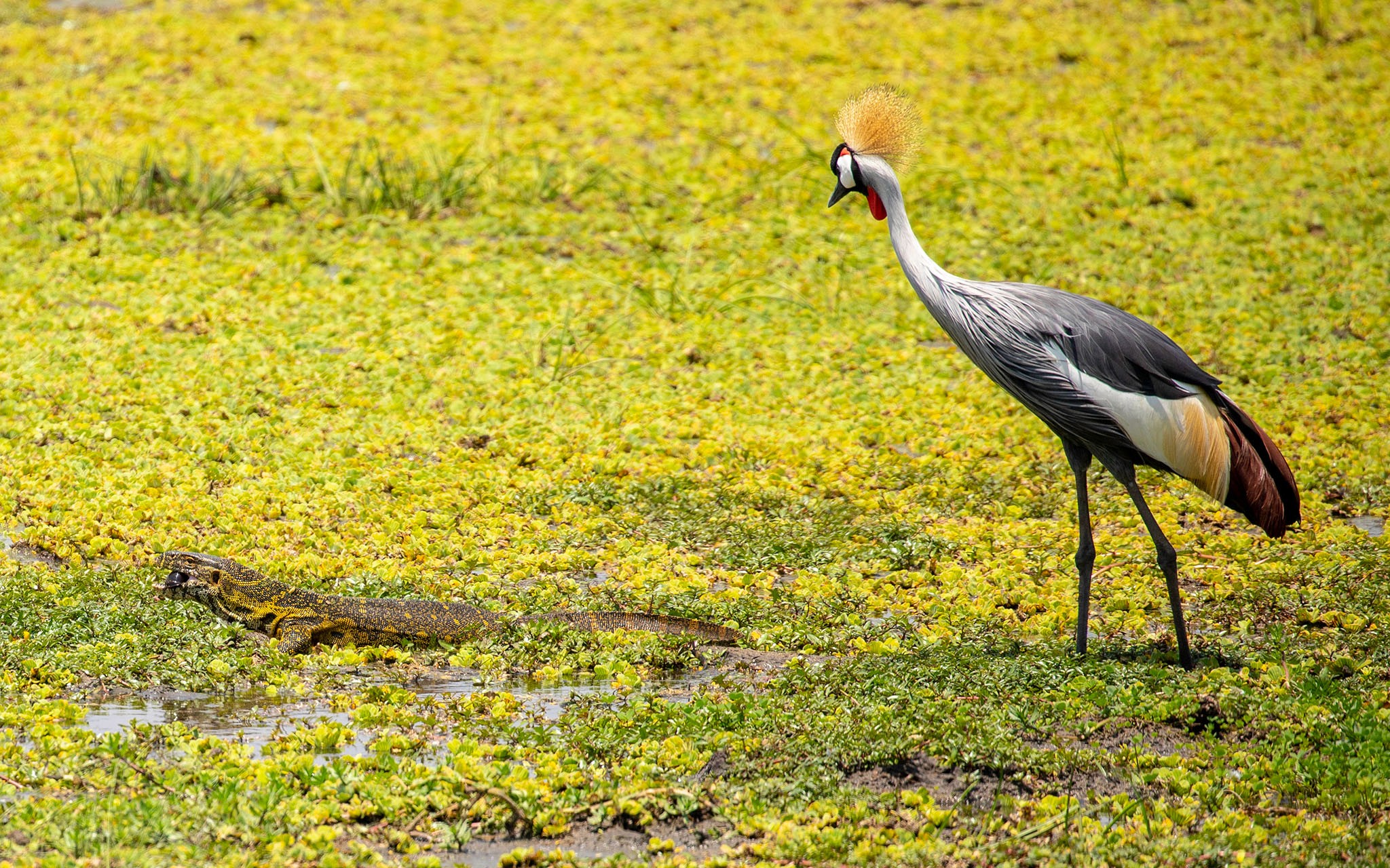 A grey crowned crane looks on as monitor lizard snatches her snail breakfast