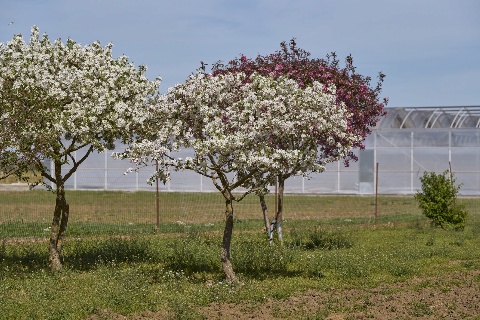 Blühender Zierapfel Malus ‘Evereste’ mit mehrstämmigem Wuchs, dichter Krone und zahlreichen weißen Blüten zwischen grünem Laub.