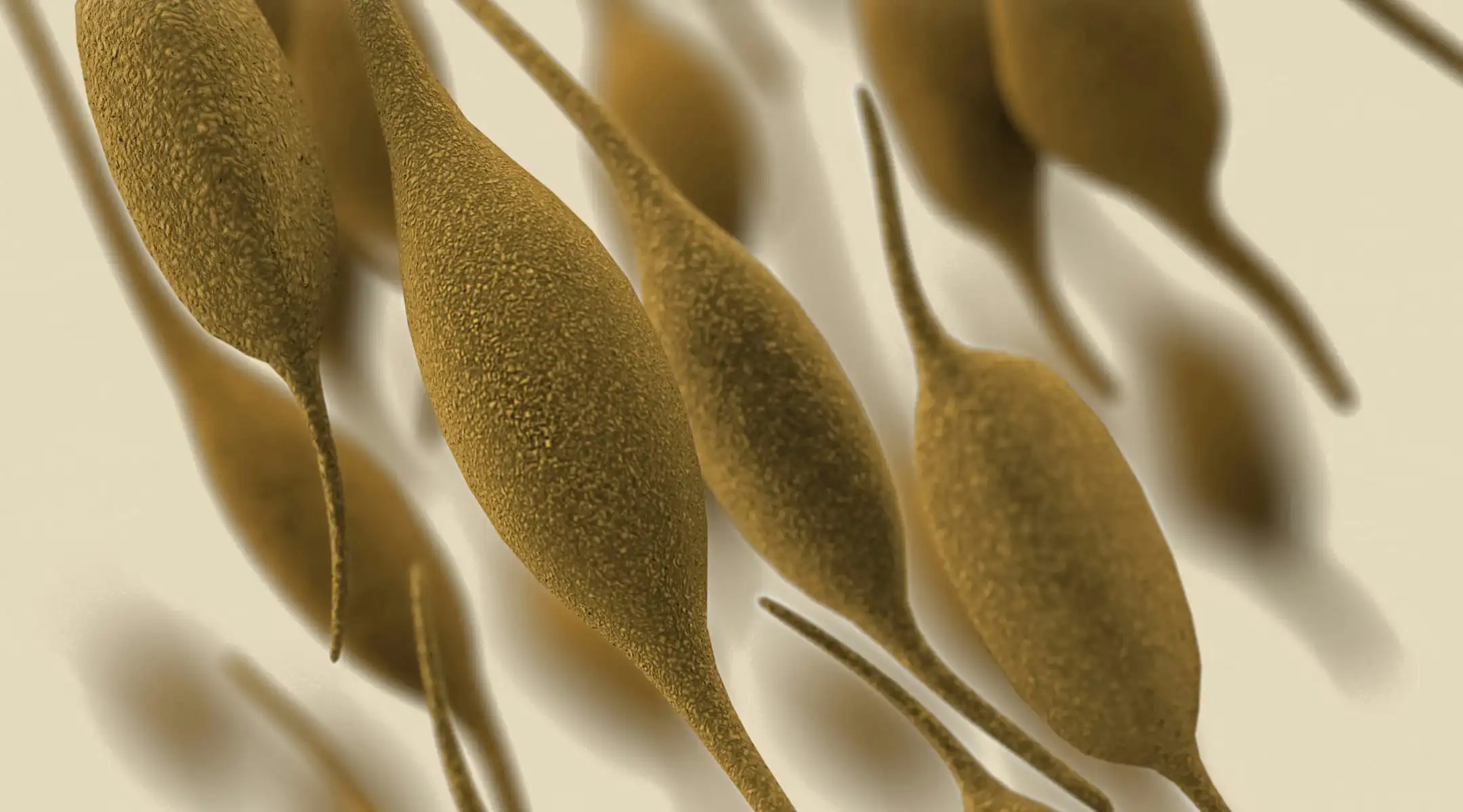 Close-up of several elongated, fuzzy brown seed pods or organic structures pointing upwards against a neutral background.