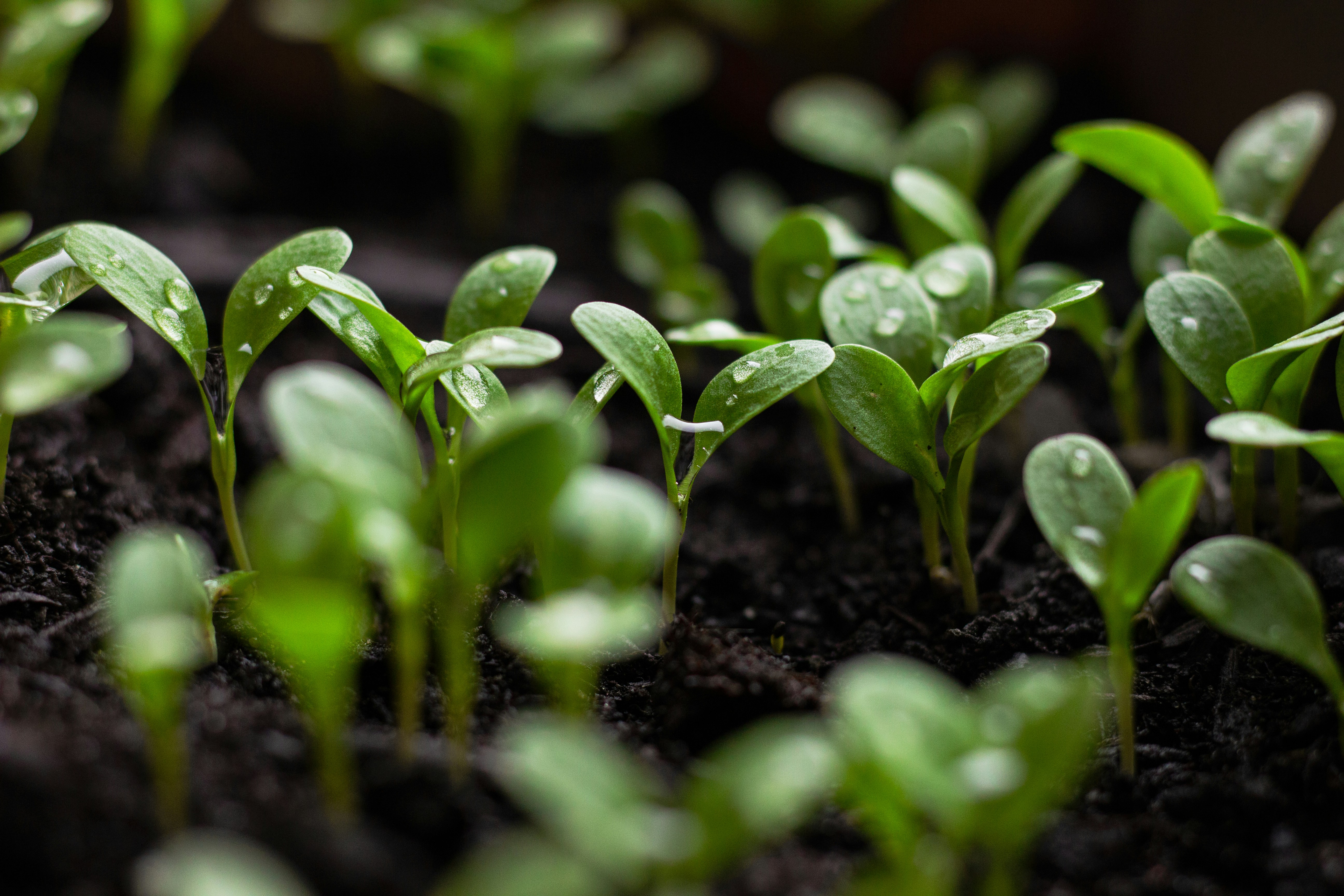 Plants growing