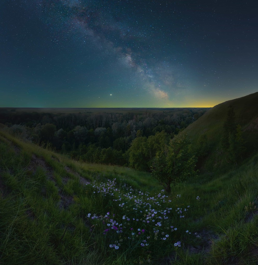A grassy field with flowers and a tree and a forest in the background on a starry night