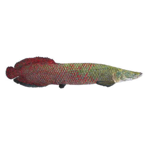 Arapaima Paice