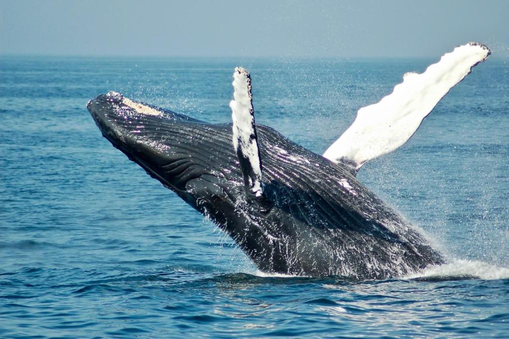big blue whale breaching