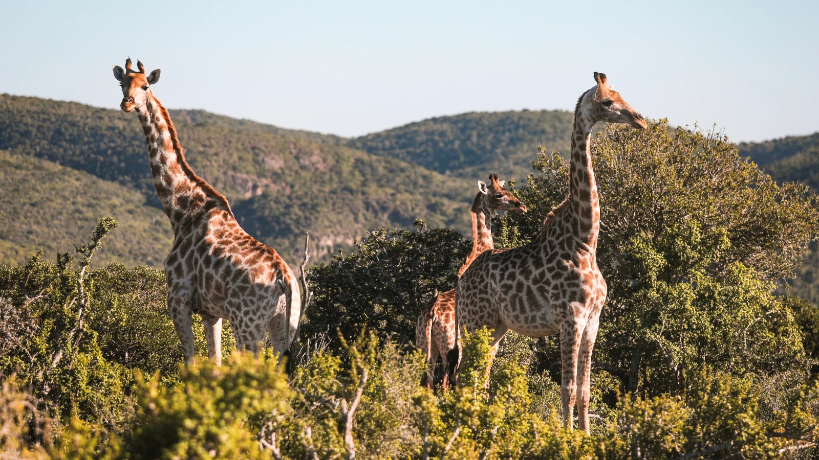 Giraffes en Afrique du Sud Trumpetters Drift