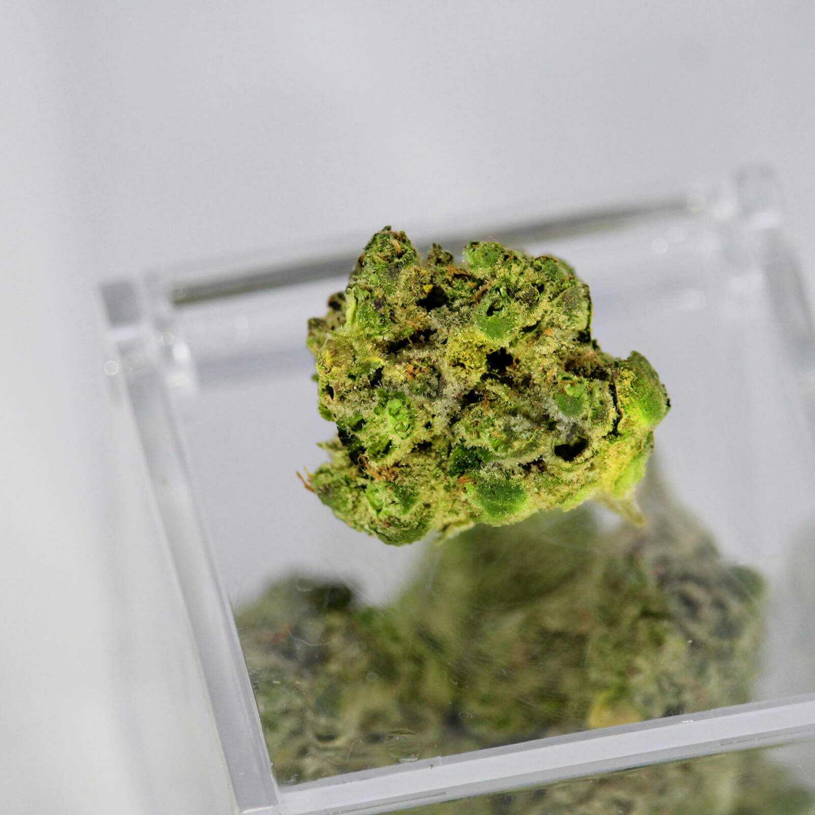 Cannabisblüte auf eine transparenten Box trapiert