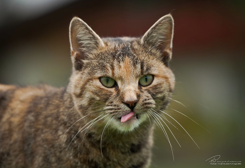 Ein Bild von einer Katze