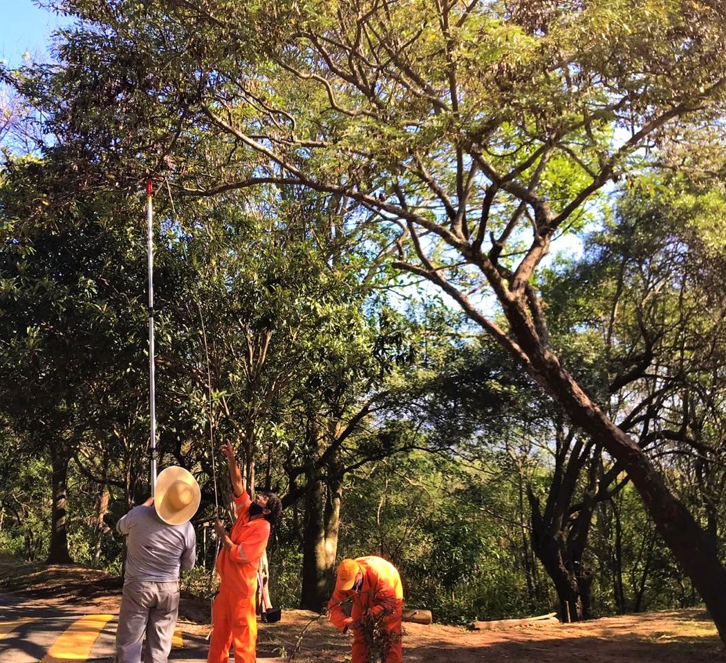 Equipe com roupas laranja usa podão telescópico para alcançar galhos de árvore em área de mata