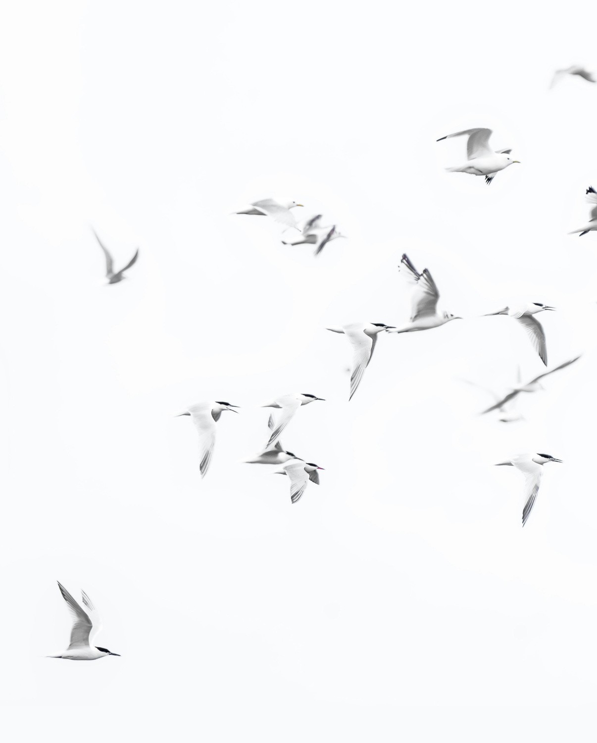 Photo of Terns flying
