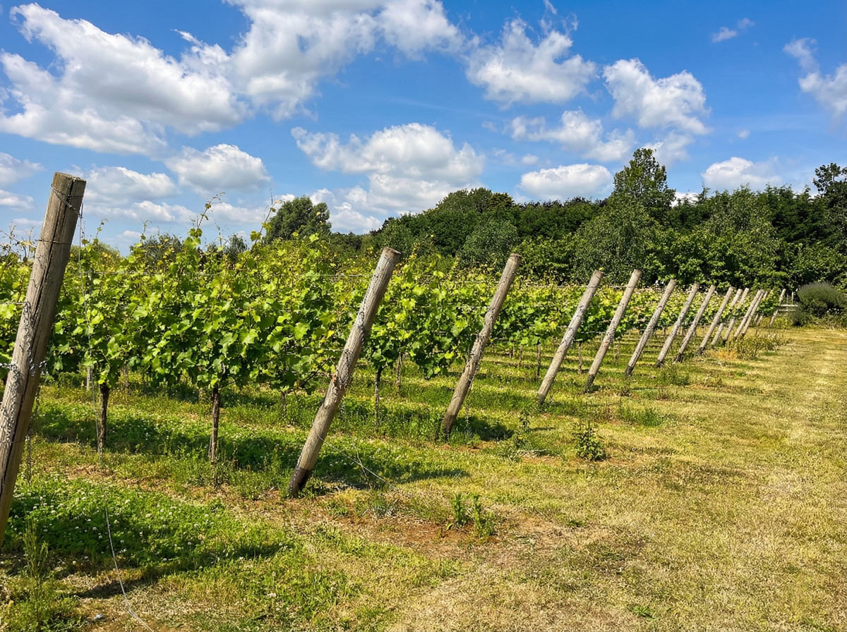 Sunlit rows of green grapevines supported by rustic wooden trellis posts, stretching across a grassy field towards a tree-lined horizon under a bright blue sky filled with fluffy white clouds.