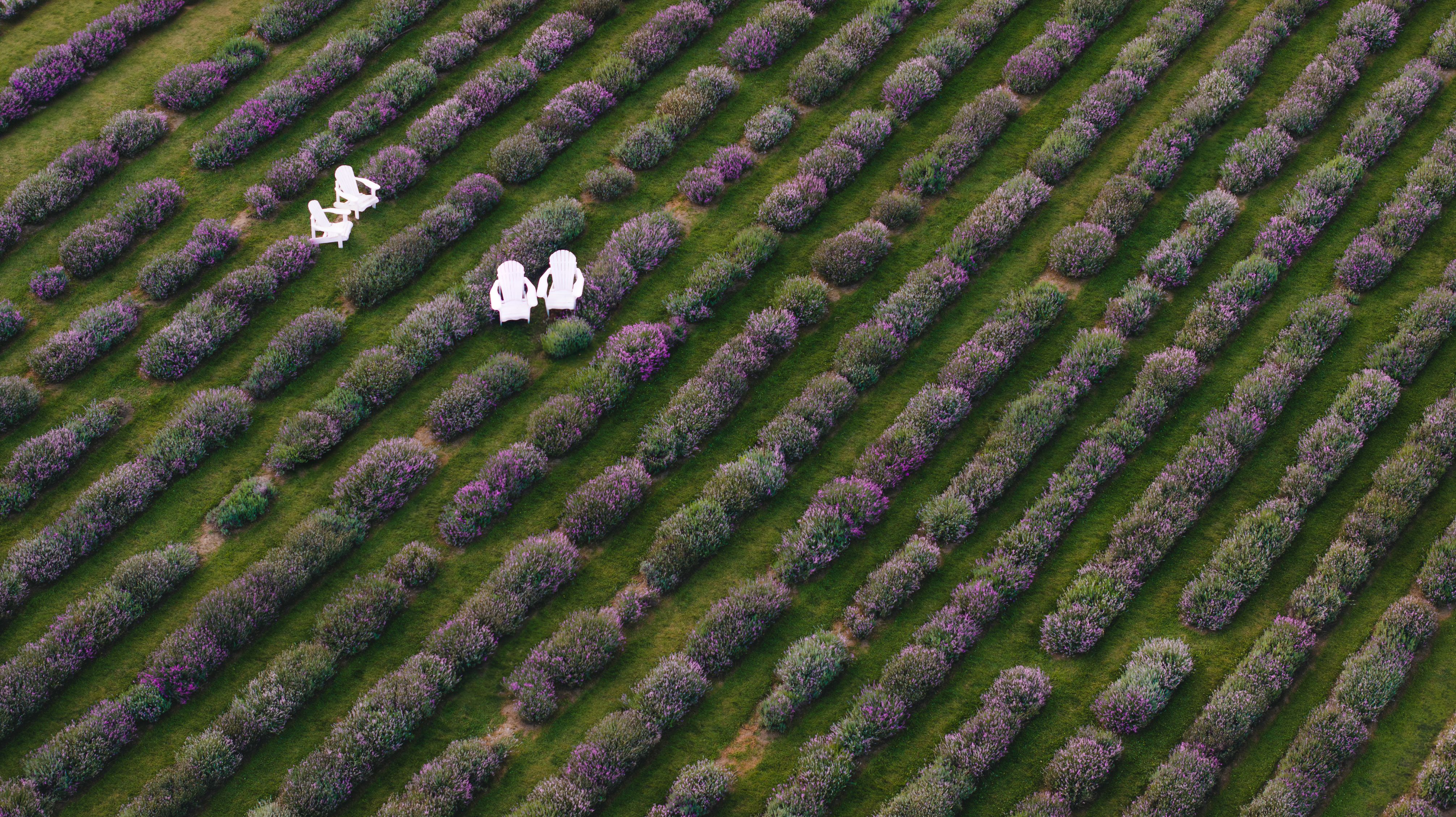 lavender field with two white chairs in it