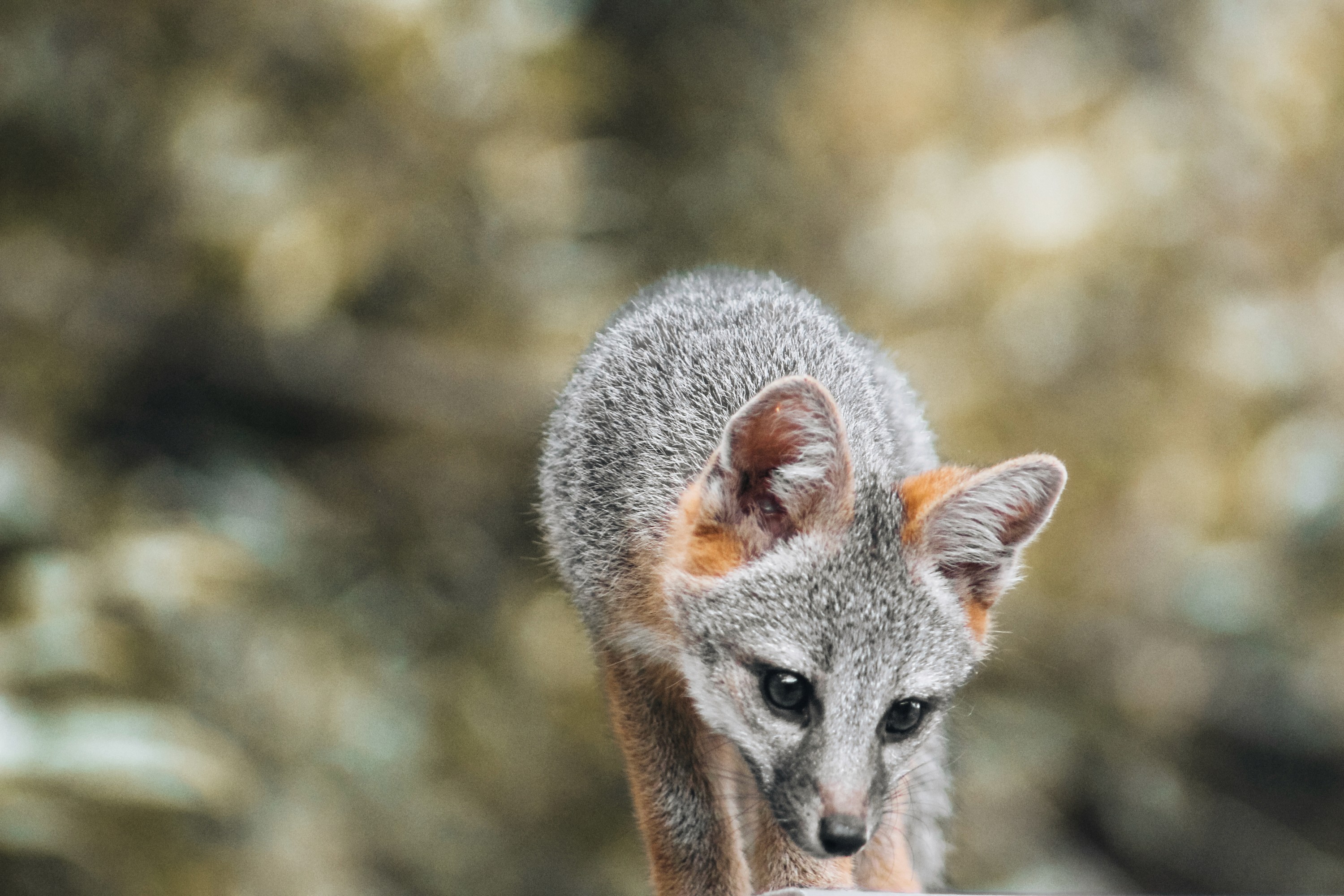 baby gray fox pup wildlife photography