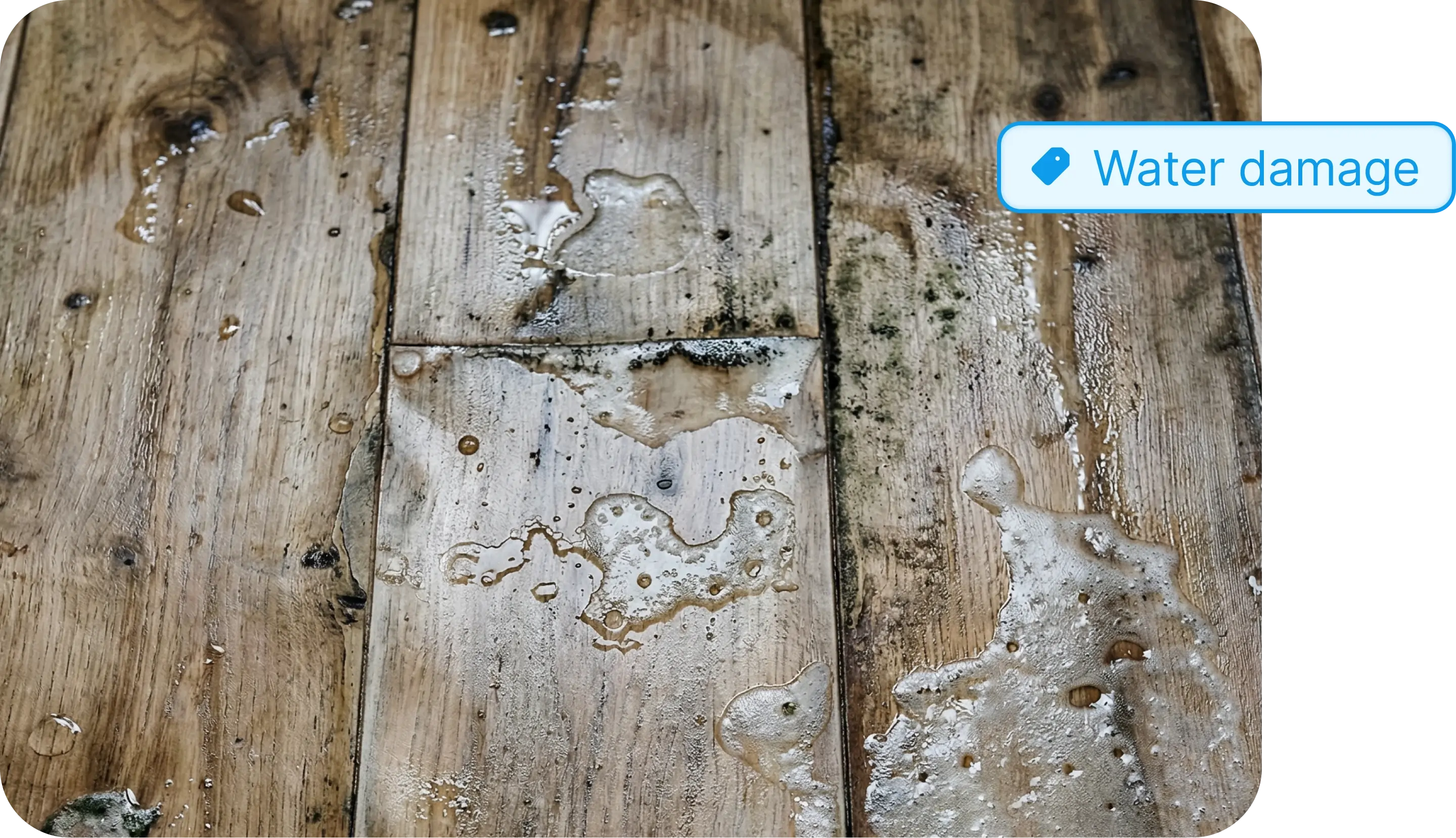 Water damage hardwood floor mold with tag