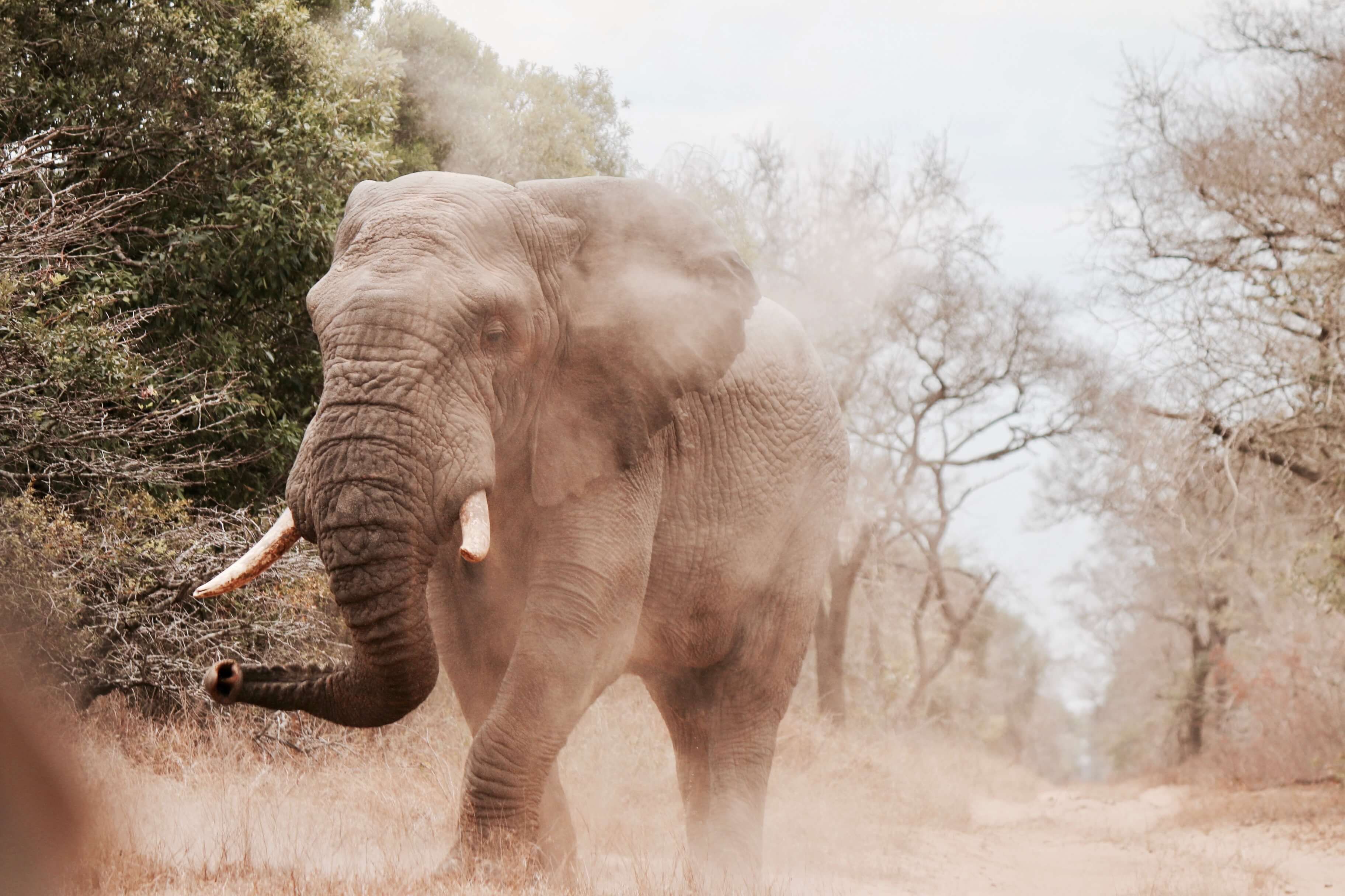 A group of 3 elephants