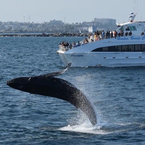 A whale breaches near a boat filled with onlookers in the ocean, with a distant cityscape visible across the water.