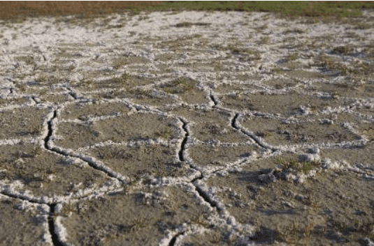 Alkaline & Saline Soil