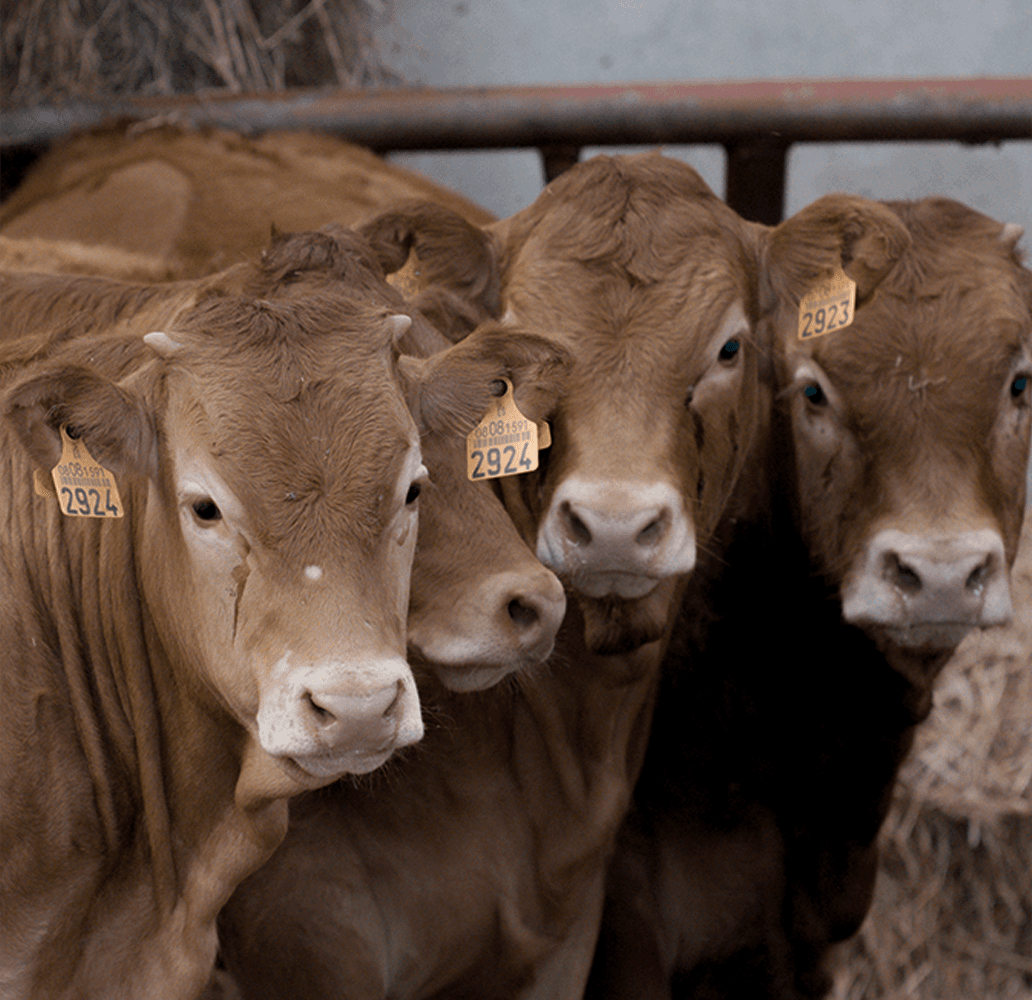 Hnědé krávy s ušními známkami ve stáji, hospodářská zvířata na farmě.