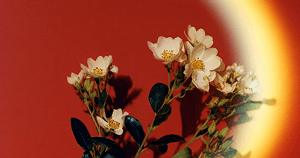 portfolio-image