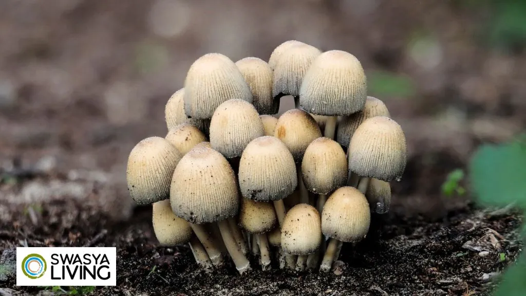 Mushroom Cultivation
