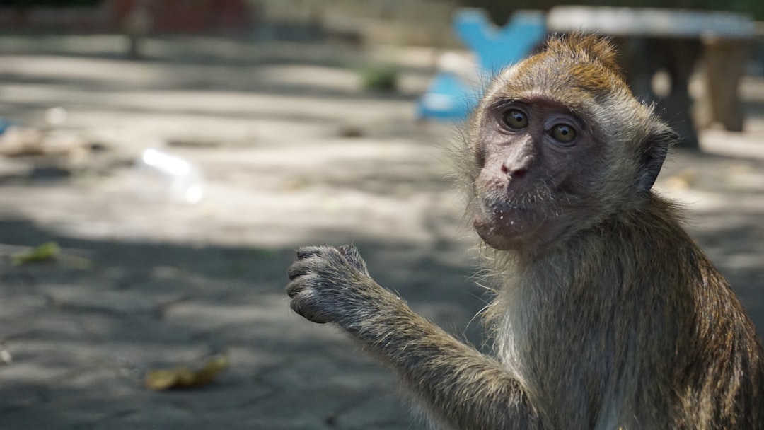 Monkey looking at the camera with a curious expression.
