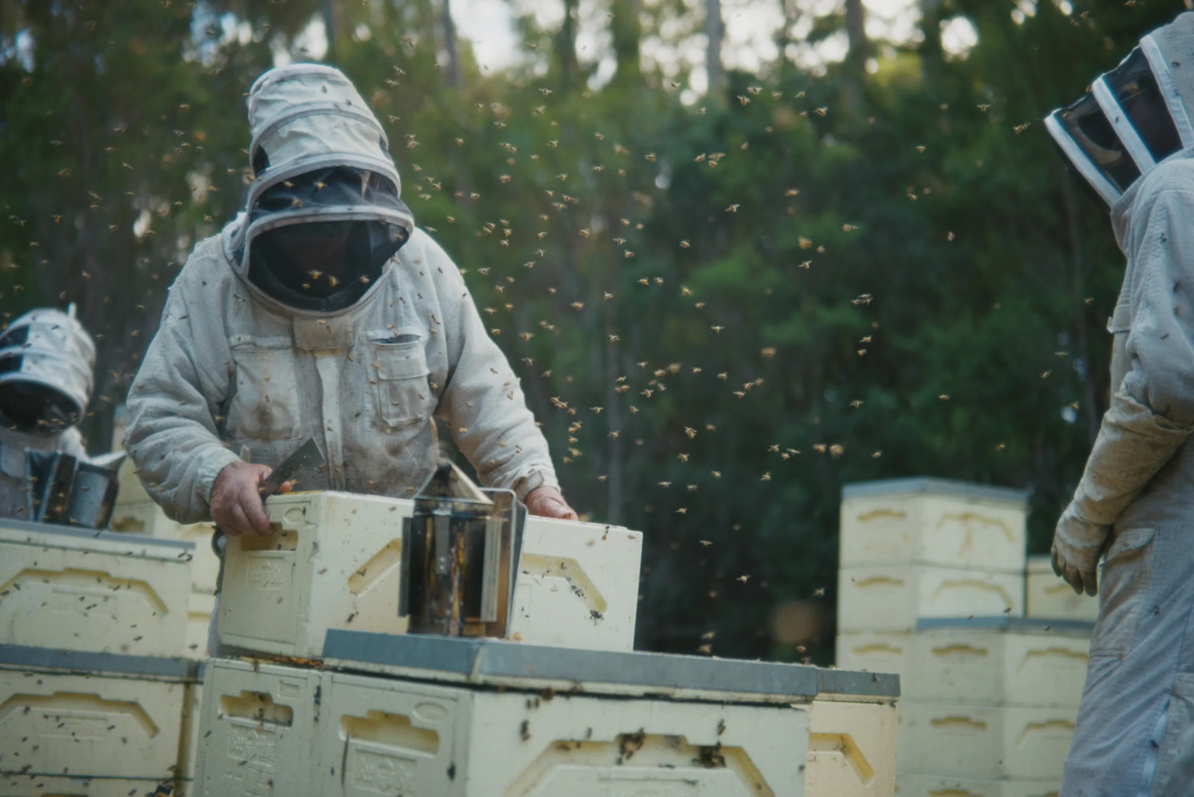 Beekeepers tending the hives